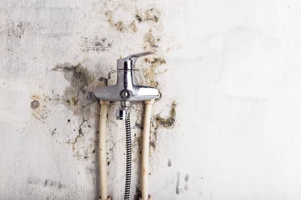 Best Mold Remediation for Specific Building Types in Pine Island Center, FL