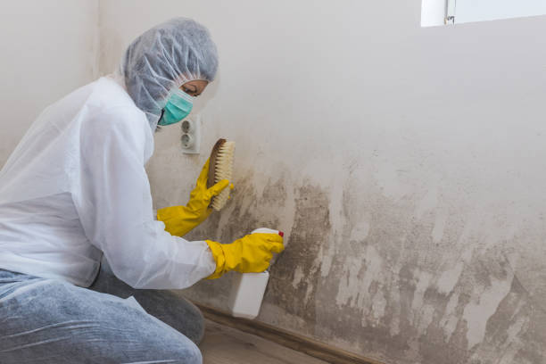 Best Residential Mold Remediation in Pine Island Center, FL