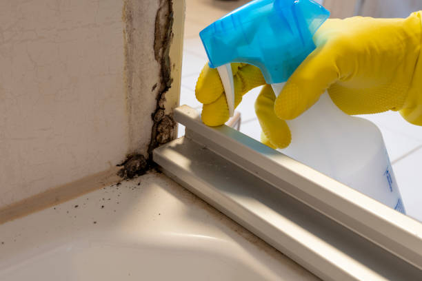 Best Mold Testing and Inspection Services in Pine Island Center, FL