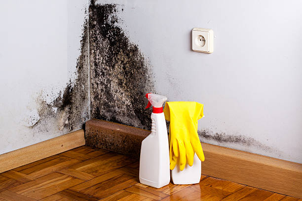 Best White Mold Remediation in Pine Island Center, FL